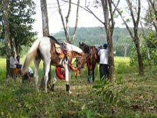Pause pour mon cheval Marwari après une rude journée de randonnée - Randocheval