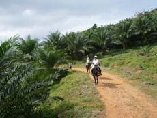Plantations de palmiers à huile dans la région de Mathugama au Sri Lanka - Voyage à cheval Randocheval