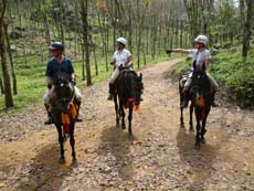 Récolte du latex dans les plantations de caoutchouc du Sri Lanka - Randocheval