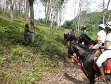 Récolte du latex dans les plantations de caoutchouc - Voyage à cheval au Sri Lanka