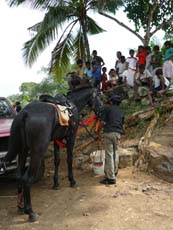 Curiosité de la population locale lors du passage de nos chevaux au Sri Lanka - Randocheval