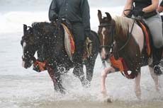 Chevaux Marwari dans les vagues sur les plages du Sri Lanka - album photos de notre voyage de repérage