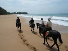 Plages infinies de l'Océan Indien bordées de cocotiers au Sri Lanka