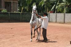 Chandrika, jument Marwari qui danse sous les ordres d'un dresseur indien traditionnel - Randocheval