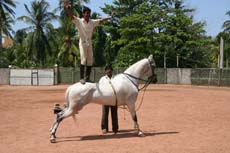 Une des figures de la danse traditionnelle des chevaux Marwaris en Inde - Randocheval