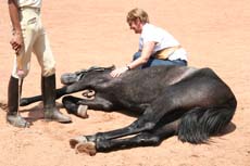 Hades couché après un entrainement à la danse traditionnelle indienne des chevaux Marwari - Randocheval au Sri Lanka