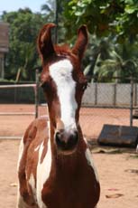 Poulain de race Marwari au Sri Lanka - Rando Cheval