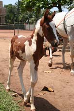 Poulain Marwari au Sri Lanka - Randocheval