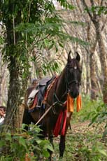 Cheval Marwari originaire d'Inde, utilisé pour nos randonnées équestres au Sri Lanka - Randocheval