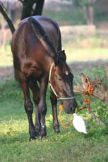 Shyam, hongre Marwari - Randocheval