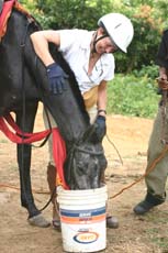 Hades, hongre Marwari au Sri Lanka - Randocheval