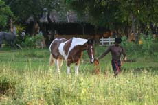 Suman, jument de race Sindhi, proche du Marwari - Randocheval