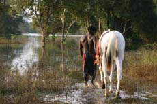 Suman, jument de race Sindhi, proche du cheval Marwari d'Inde - Rando Cheval