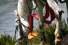 Chandrika, jument Marwarie au Sri Lanka - Randonnée équestre Randocheval