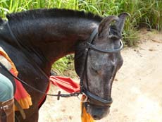 Randonnée équestre sur des chevaux Marwari au Sri Lanka - Randocheval