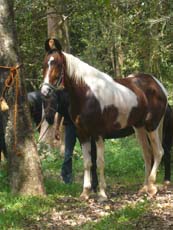 Cheval de race Sindhi, cousin du Marwari, originaire d'Inde - Randocheval