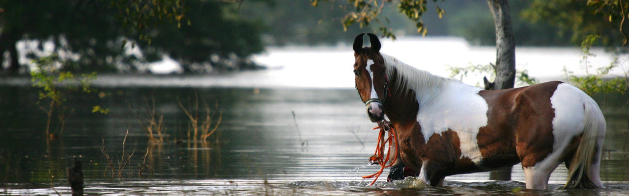 Voyage à cheval - Randonnée équestre au Sri Lanka avec Randocheval