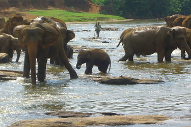 Voyage à cheval - Randonnée équestre au Sri Lanka avec Randocheval