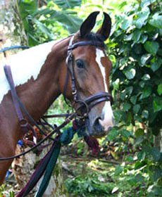 Cheval Marwari aux oreilles en croissant au Sri Lanka avec RANDOCHEVAL