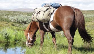 Cheval Islandais en Suède - RANDOCHEVAL