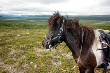 Rando Cheval - Voyage à cheval