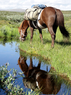 RANDOCHEVAL - Suède - Cheval Islandais