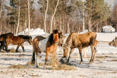 Rando Cheval - Voyage &agrave; cheval