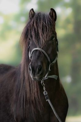 RANDOCHEVAL - Su&egrave;de - Cheval Islandais