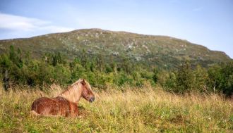 Randonn&eacute;e &agrave; cheval - Un voyage Rando Cheval