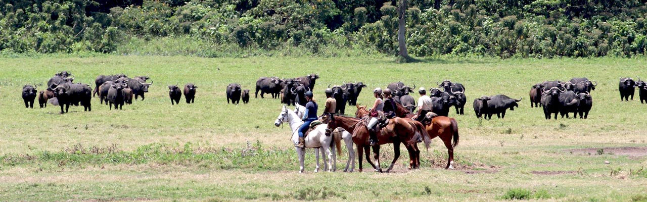 Rando Cheval - Voyage à cheval - Safari en Tanzanie / Kilimandjaro
