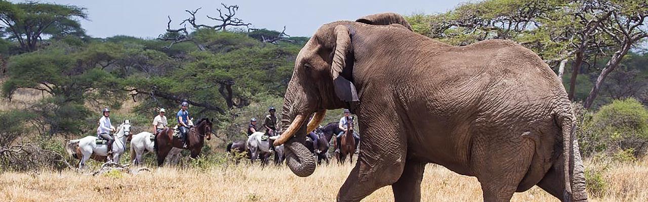 Rando Cheval - Voyage à cheval - Safari en Tanzanie / Kilimandjaro