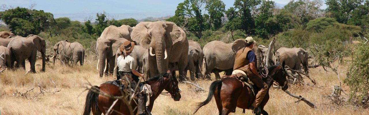 Rando Cheval - Voyage à cheval - Safari en Tanzanie / Kilimandjaro