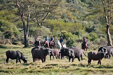 Rando Cheval - Voyage à cheval - Safari en Tanzanie / Kilimandjaro
