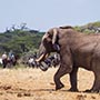 Rando Cheval - Voyage à cheval - Safari en Tanzanie / Kilimandjaro