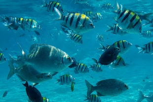 snorkeling observation poissons tropicaux recif corail ocean indien zanzibar tanzanie
