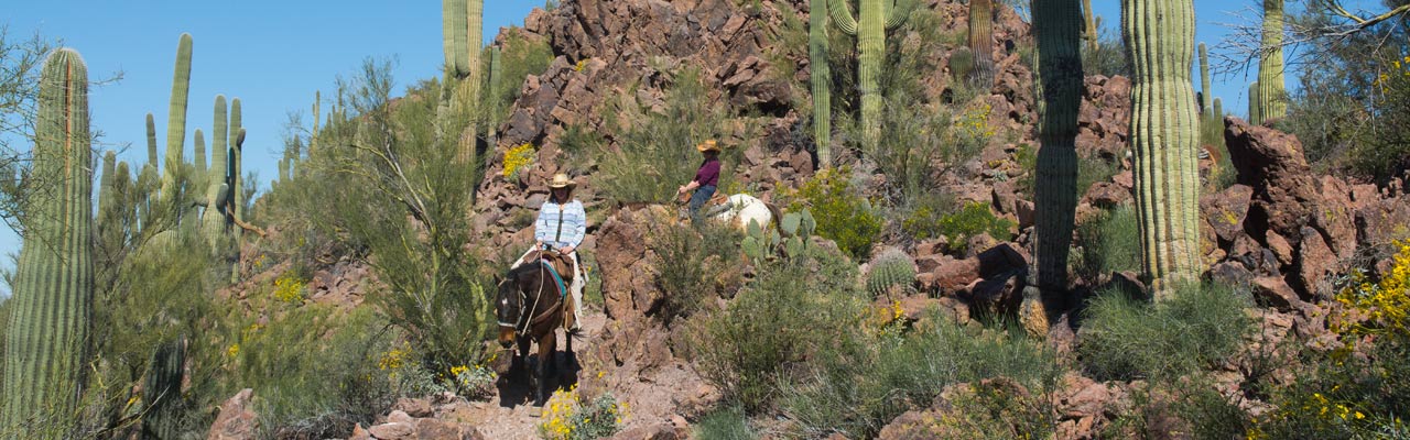 Voyage à cheval - Randonnée équestre organisée par Randocheval