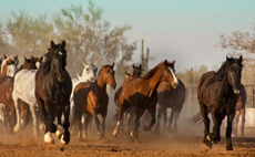 RANDOCHEVAL - Séjour équestre dans un Guest Ranch en Arizona