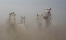 RANDOCHEVAL - Séjour équestre dans un Guest Ranch en Arizona