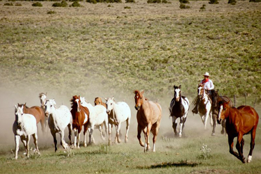 Rando Cheval - Voyage à cheval