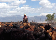 Séjour équestre et travail de bétail chevaix, vaches et bisons dans un véritable ranch d'élevage dans le Colorado aux USA/ Etats Unis