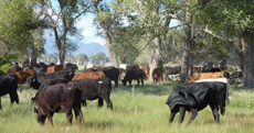Séjour équestre et travail de bétail chevaix, vaches et bisons dans un véritable ranch d'élevage dans le Colorado aux USA/ Etats Unis