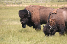 Séjour équestre et travail de bétail chevaix, vaches et bisons dans un véritable ranch d'élevage dans le Colorado aux USA/ Etats Unis