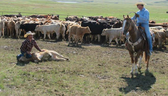 Dakota du Sud - rassemblement de bétail : Randocheval