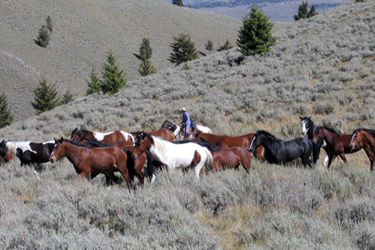 Convoyage de chevaux dans l'Idaho - Une aventure Rando Cheval