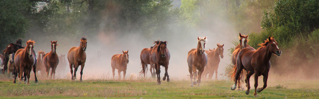 Equitation western, cattle drive, horse drive, conduite de troupeaux et travail du bétail - Par Rando Cheval