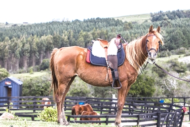 Aventure et Voyage à cheval en Uruguay - Randonnée équestre organisée par Randocheval