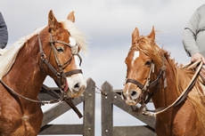 Aventure et Voyage à cheval en Uruguay - Randonnée équestre organisée par Randocheval
