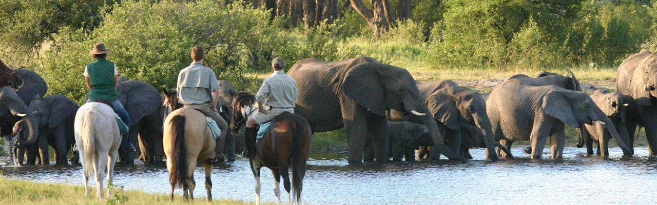 Safari cheval zimbabwe