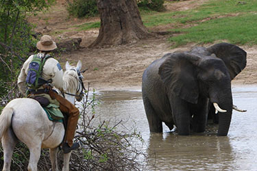 Safari cheval zimbabwe