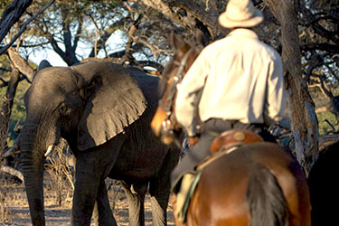 Safari cheval zimbabwe